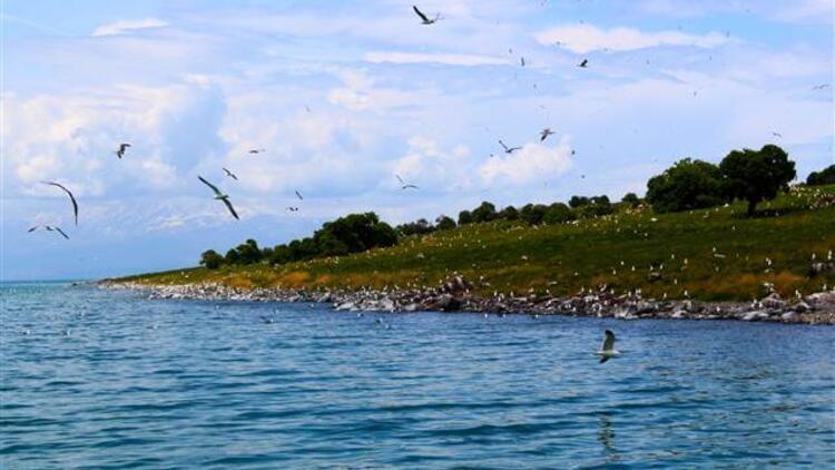 Mass bird deaths in Lake Van raises concerns