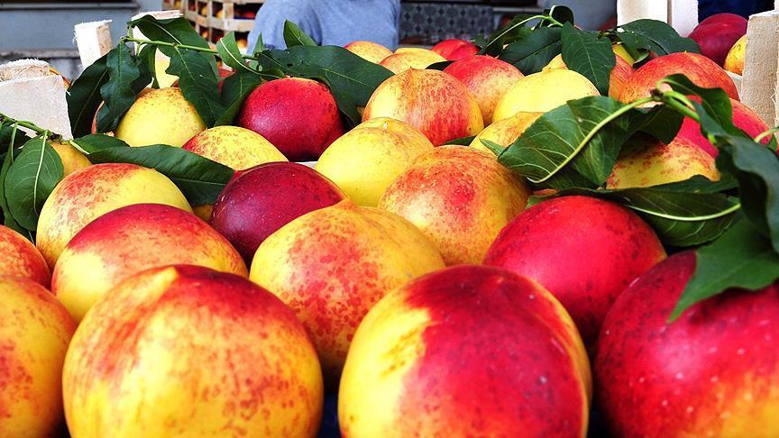 Turkey exports peaches to Russia, cherries to Germany
