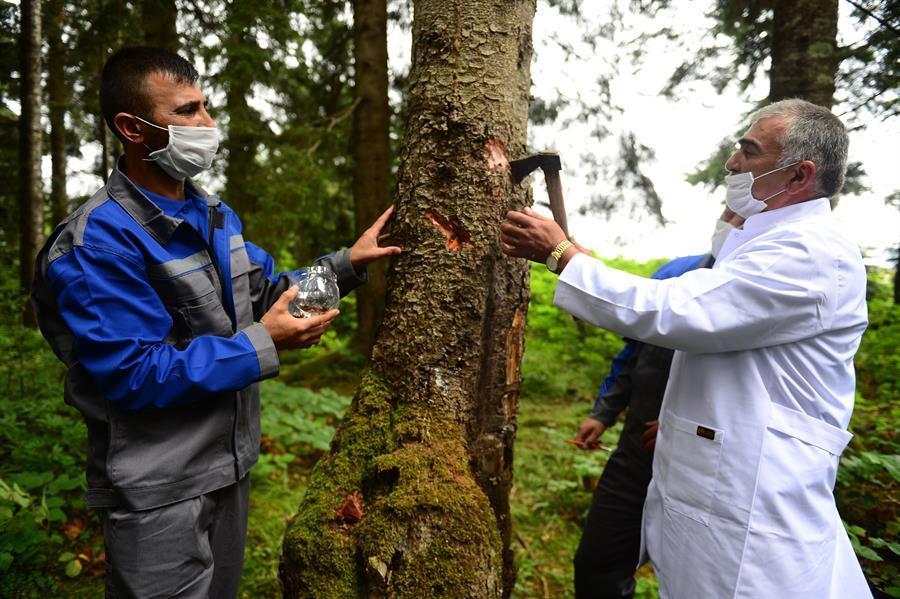 Fight against drying forests to be carried out with insects