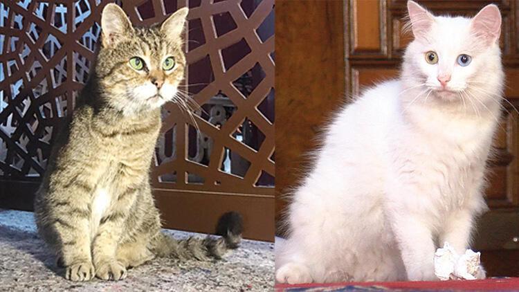 Gli, famous cat of Hagia Sophia, gets new company from capital Ankara