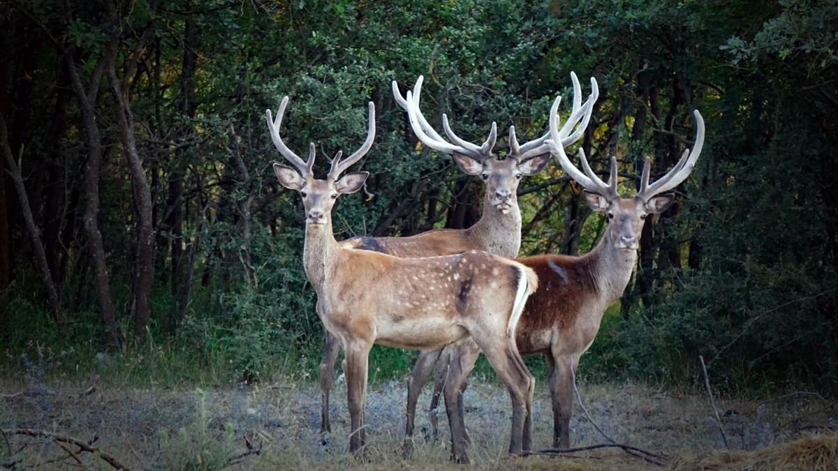 Court blocks tender for red deer hunt
