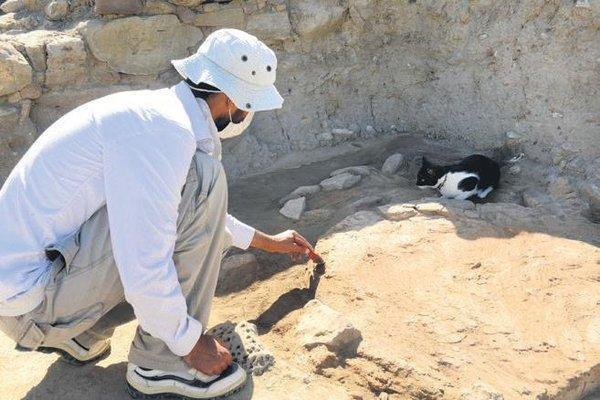 ‘Unearthed cat’ becomes mascot of historical site