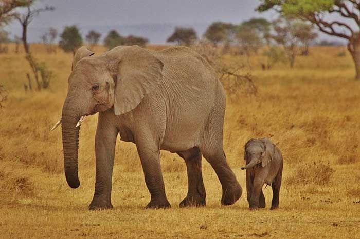 World wildlife plummets more than two-thirds in 50 years