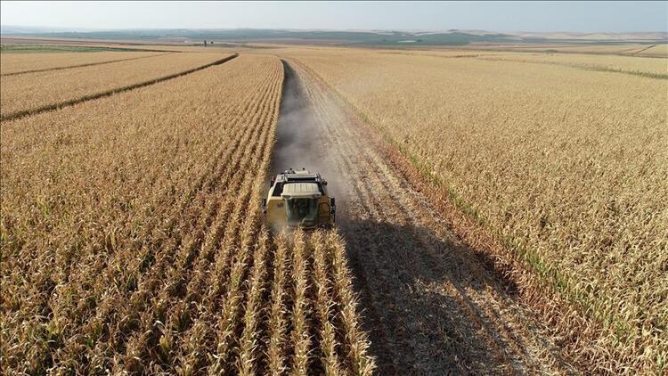 Turkish agricultural sector grows steadily, minister says
