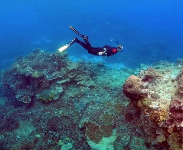 Great Barrier Reefs corals in steep decline