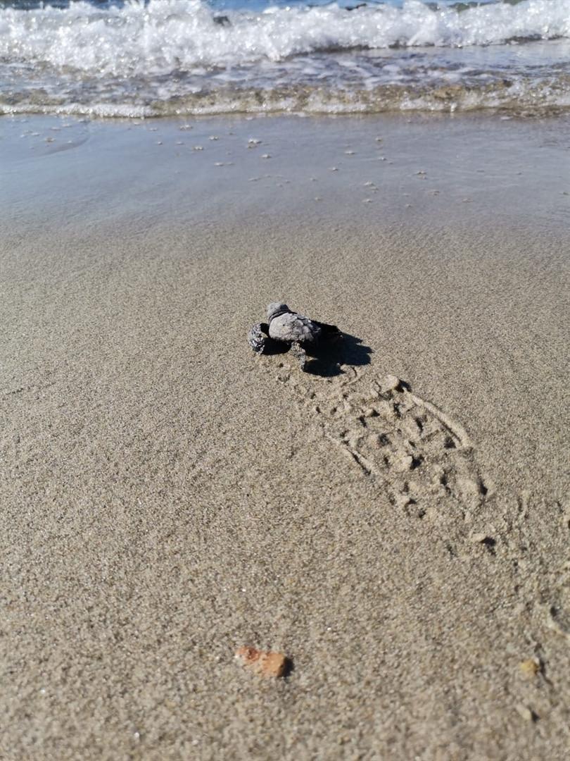 First Caretta caretta nest detected in Marmara