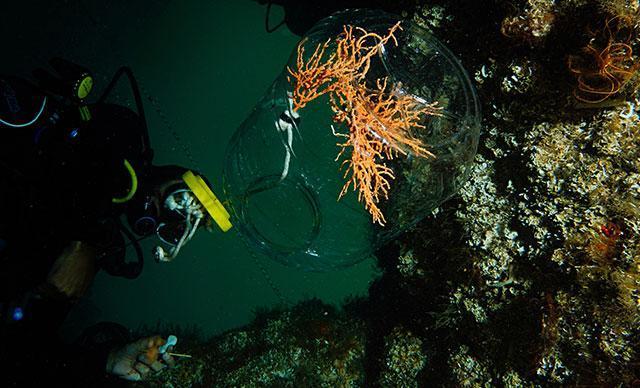 Endangered coral field transported to another location in Marmara Sea