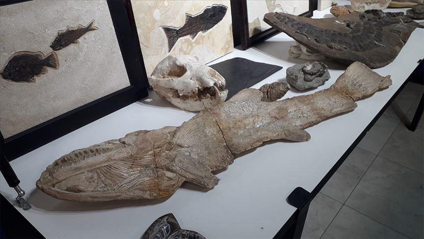 Police recover $10 mln worth of smuggled fossils