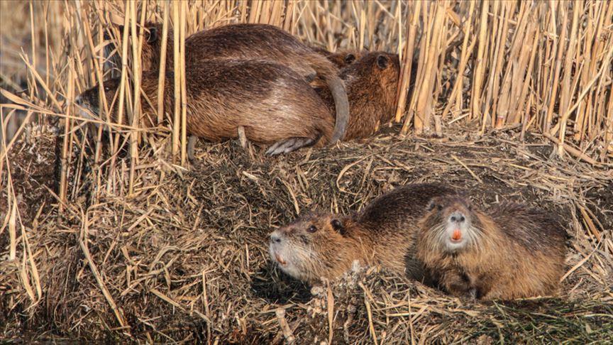 Invasive species that once fled Soviet Union takes over Turkish wetlands