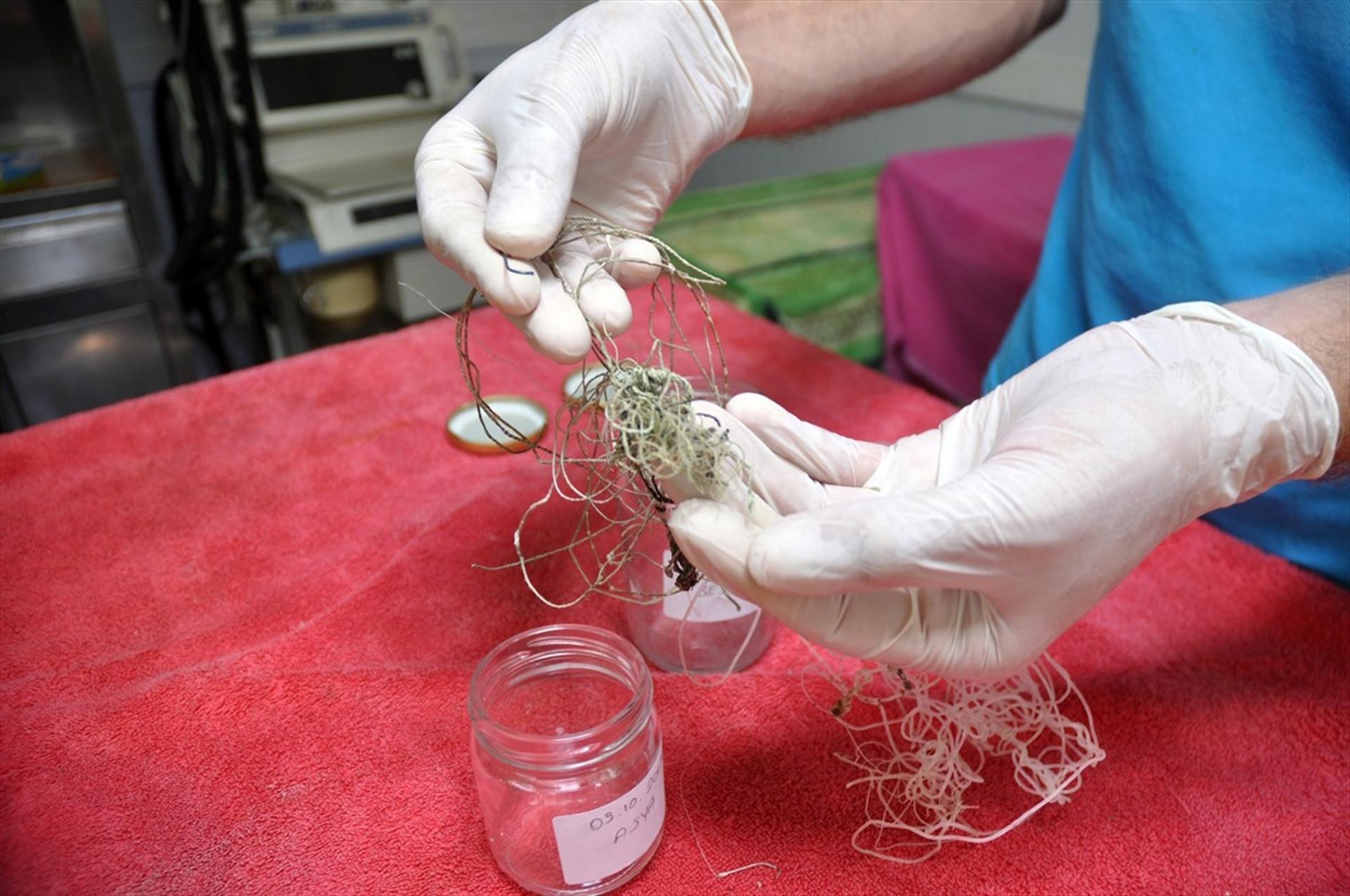 Plastic found in Caretta caretta’s digestive system