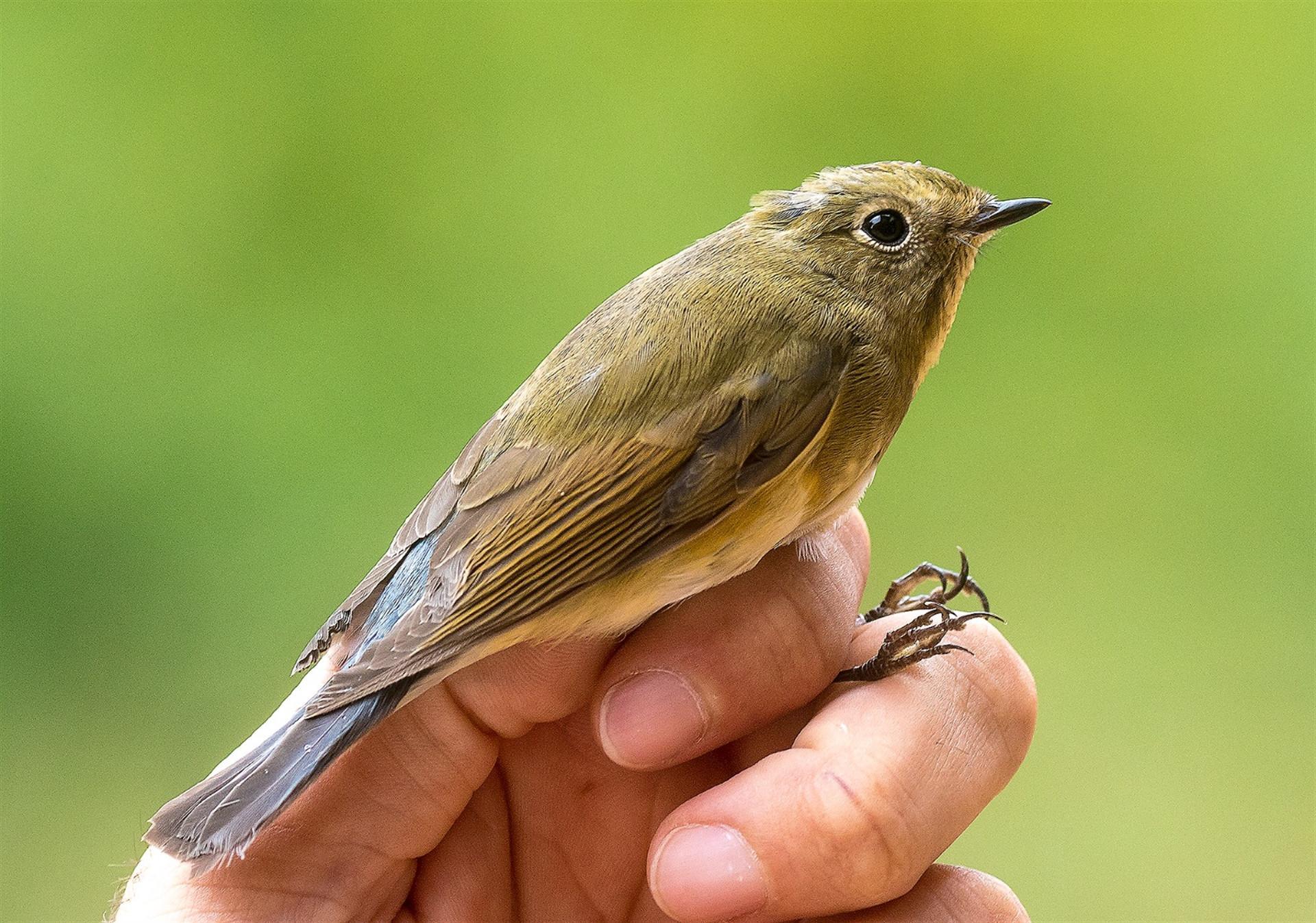 Blue-tailed nightingale spotted in Turkey for fourth time