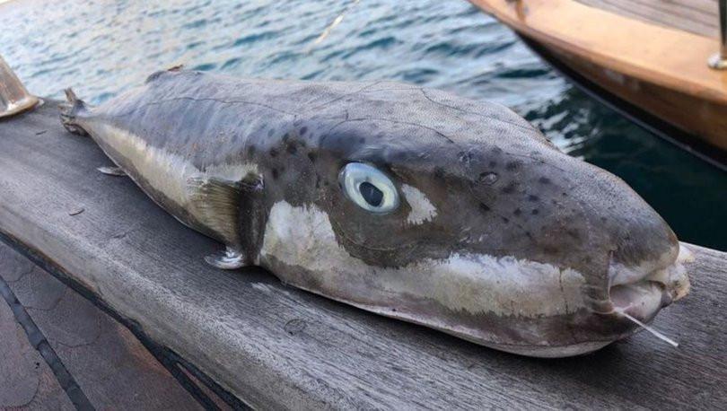Meter-long pufferfish caught has become hot topic among Aegean fishermen