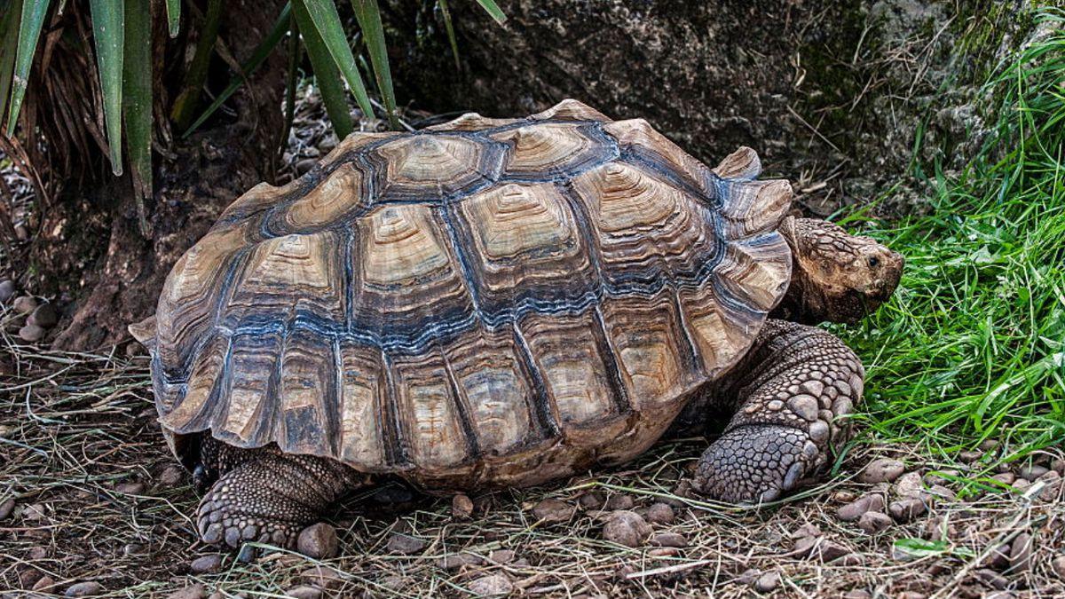 200-pound tortoise is back home after escaping Alabama pen