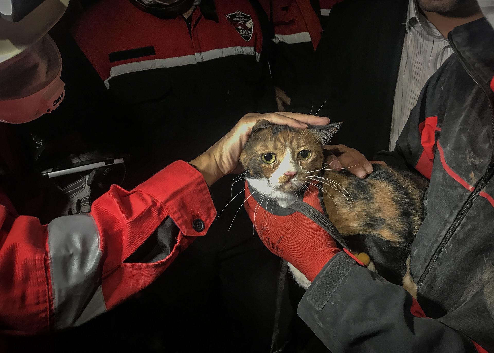 Rescue dog saves cat from debris after İzmir quake