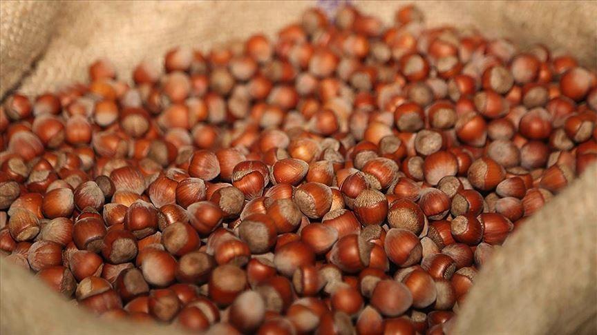 Hazelnut exports reach 58,622 tons in 2 months
