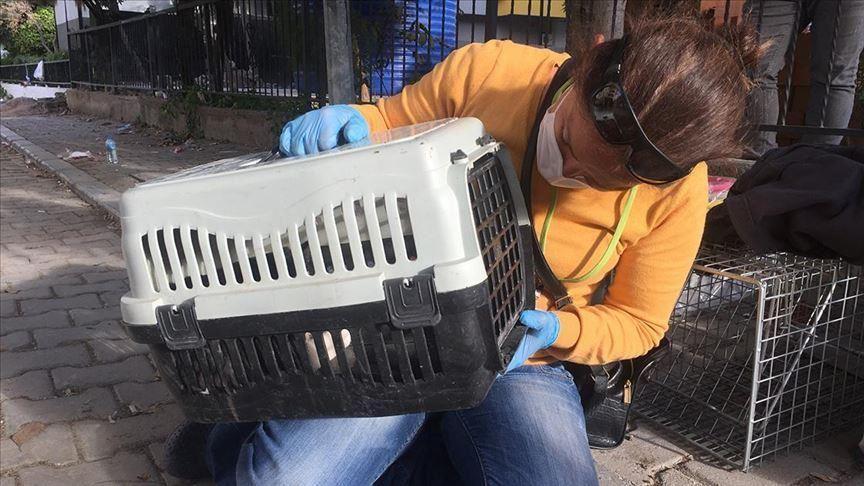 Cat joins ranks of earthquake survivors