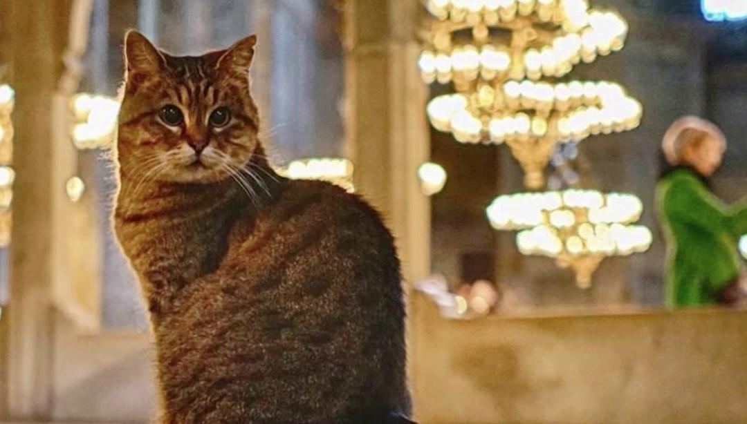Farewell to Gli, beloved cat of Hagia Sophia Mosque