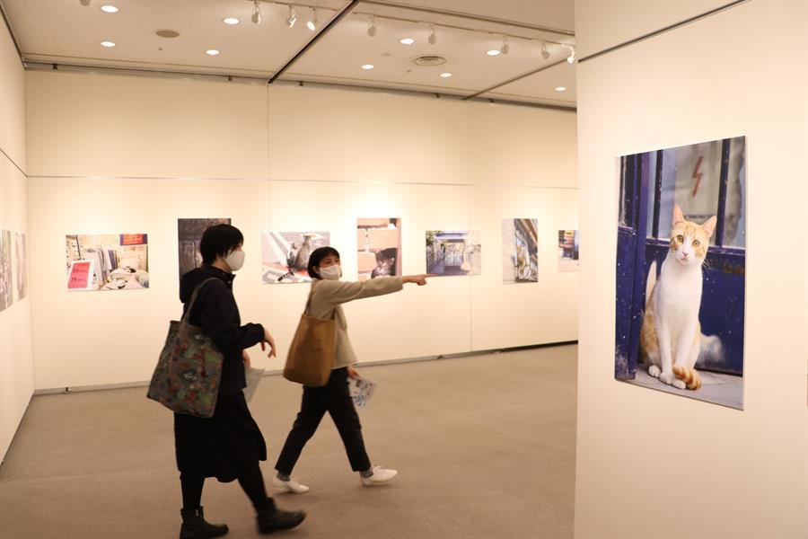 Exhibition featuring Istanbul’s cats opens in Japan
