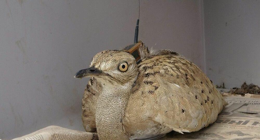 Hunters shot bird that reappeared 100 years later