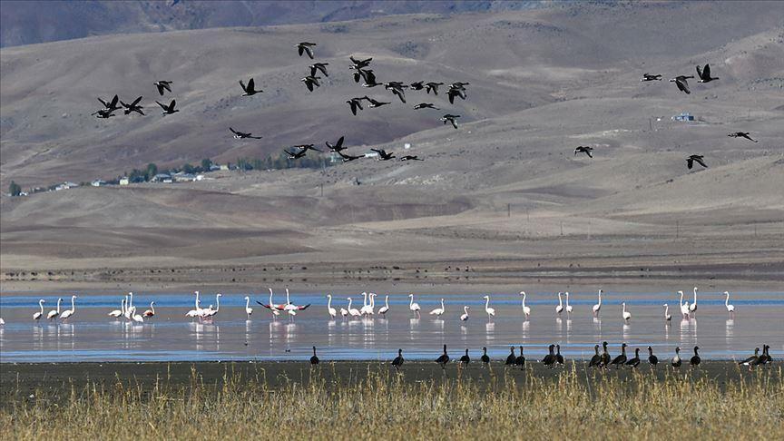 Bird paradise Kuyucuk Lake hosts 110 species