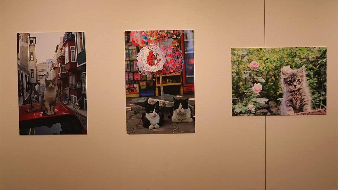 Japanese traveler exhibits Turkish cat in Japan