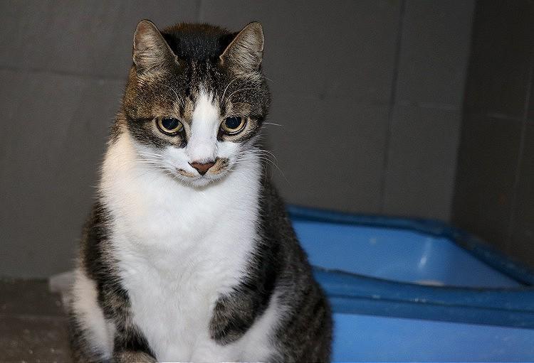 Cats of woman who died in İzmir earthquake adopted by new families
