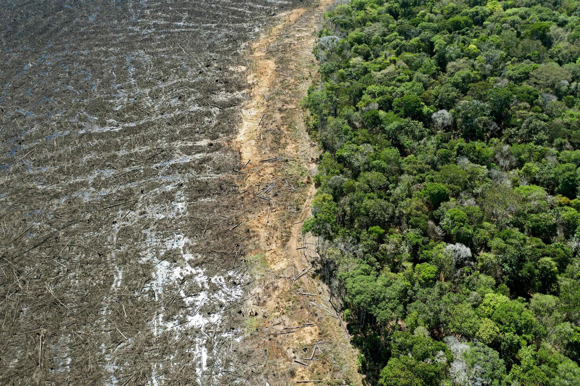 Deforestation in Brazilian Amazon surges to 12-year high