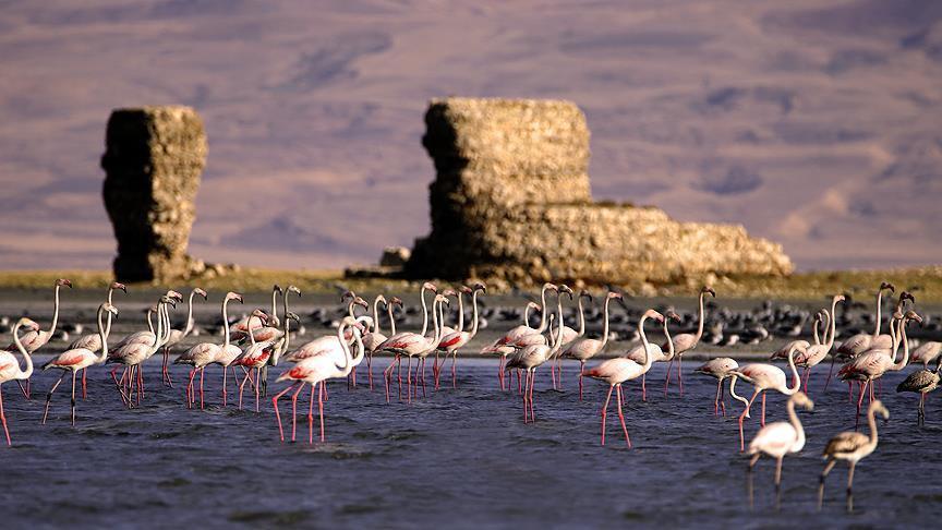 Some flamingos not migrating from Turkey due to global warming: Academic