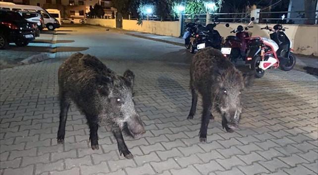 Wild boars raid streets in Tukey’s Marmaris district
