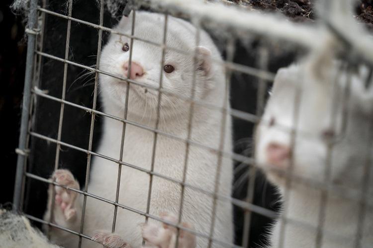 Denmark to dig up millions of mink from mass graves