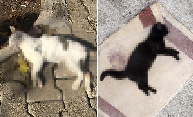 Cats, chickens killed with toxic ham in Antalya