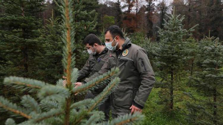 Authorities take measures to prevent illegal cutting down of pines