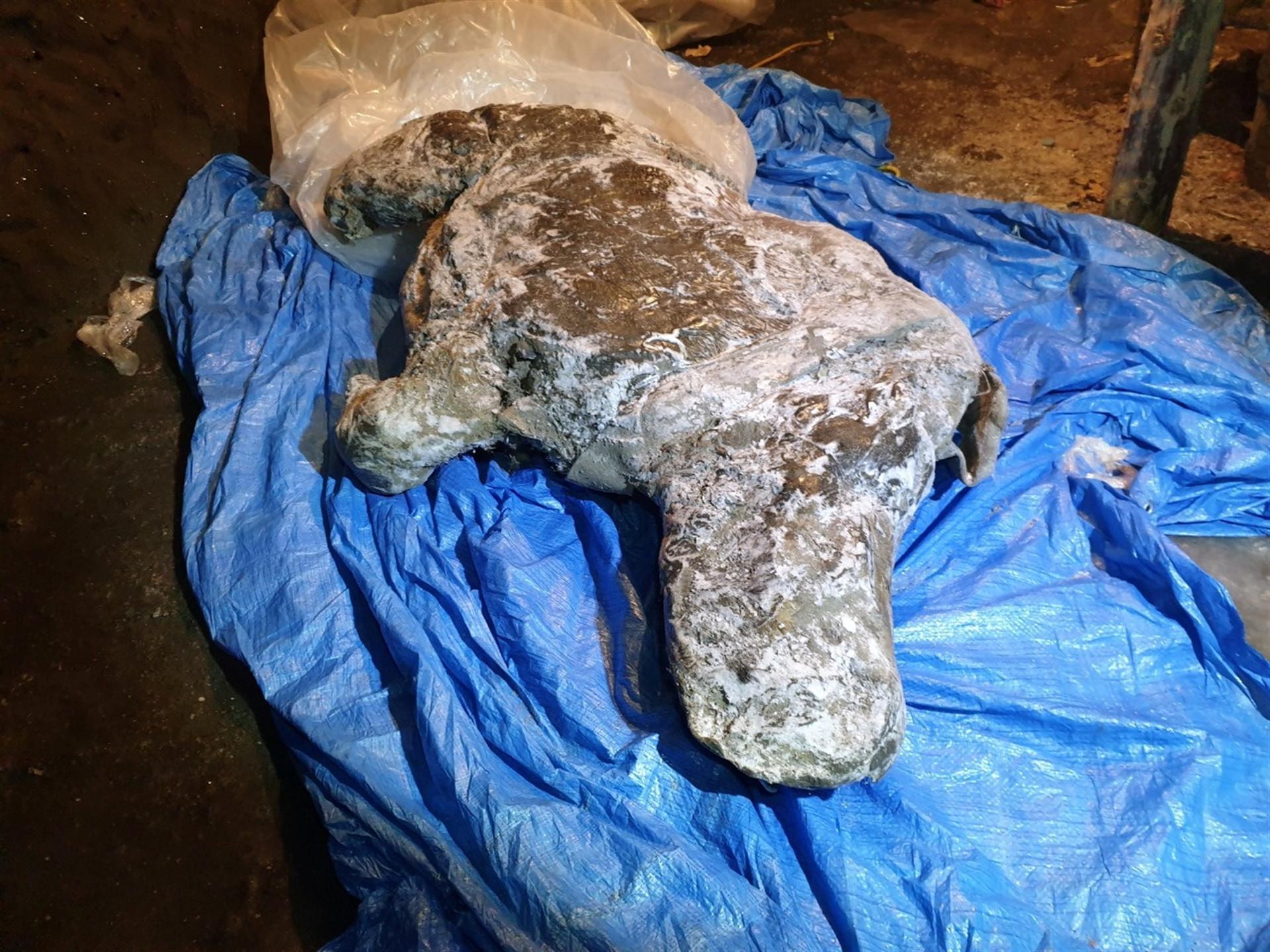 Well-preserved Ice Age woolly rhino found in Siberia