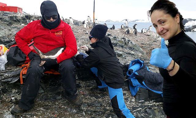 Turkish professor finds 5 types of bacteria in eyes of gentoo penguins