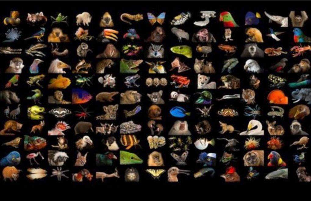 Most-visited Nat Geo exhibition goes virtual