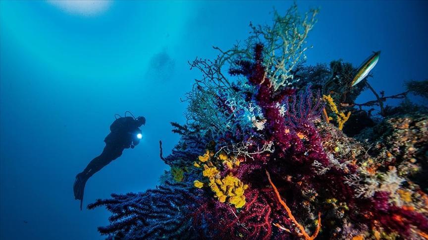 UN-funded project initiated to protect seagrass in Ayvalık Islands