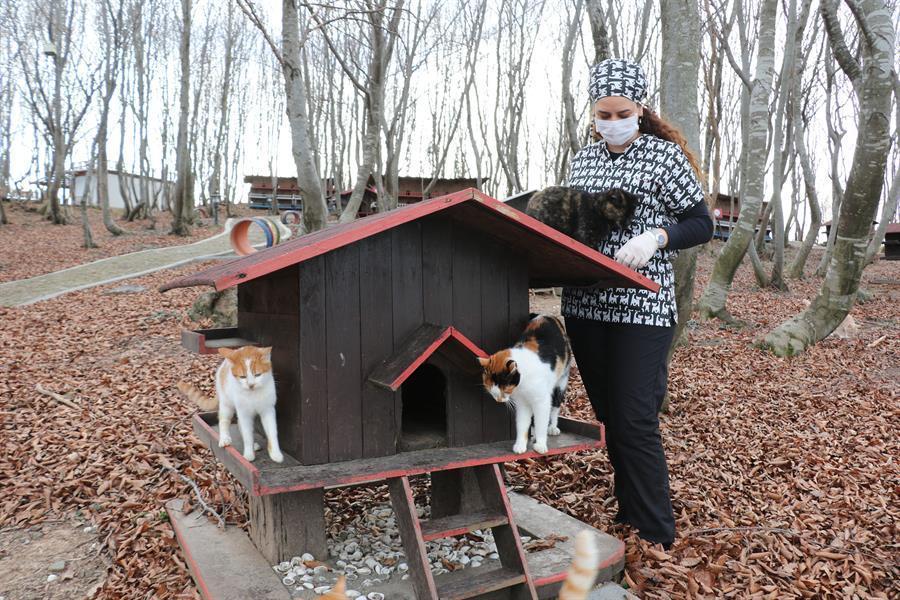 ‘Cat town’ offers pleasant moments for felines