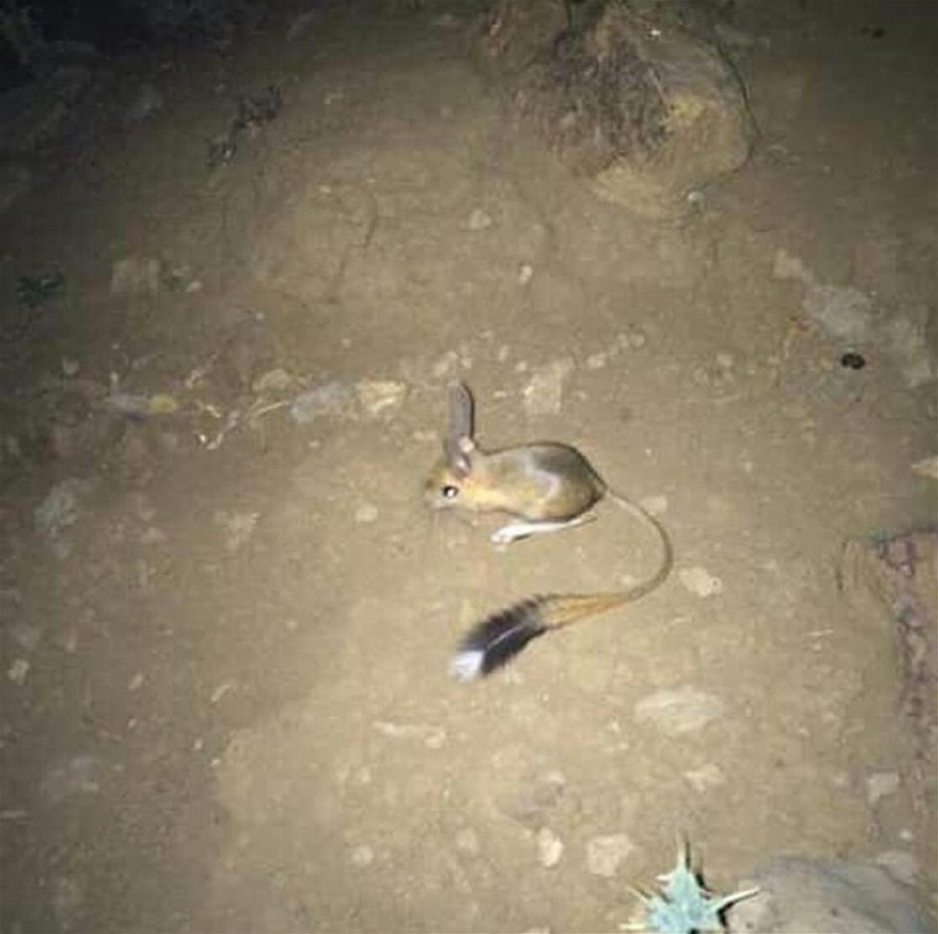 Endangered jerboa spotted in Turkey’s Şırnak