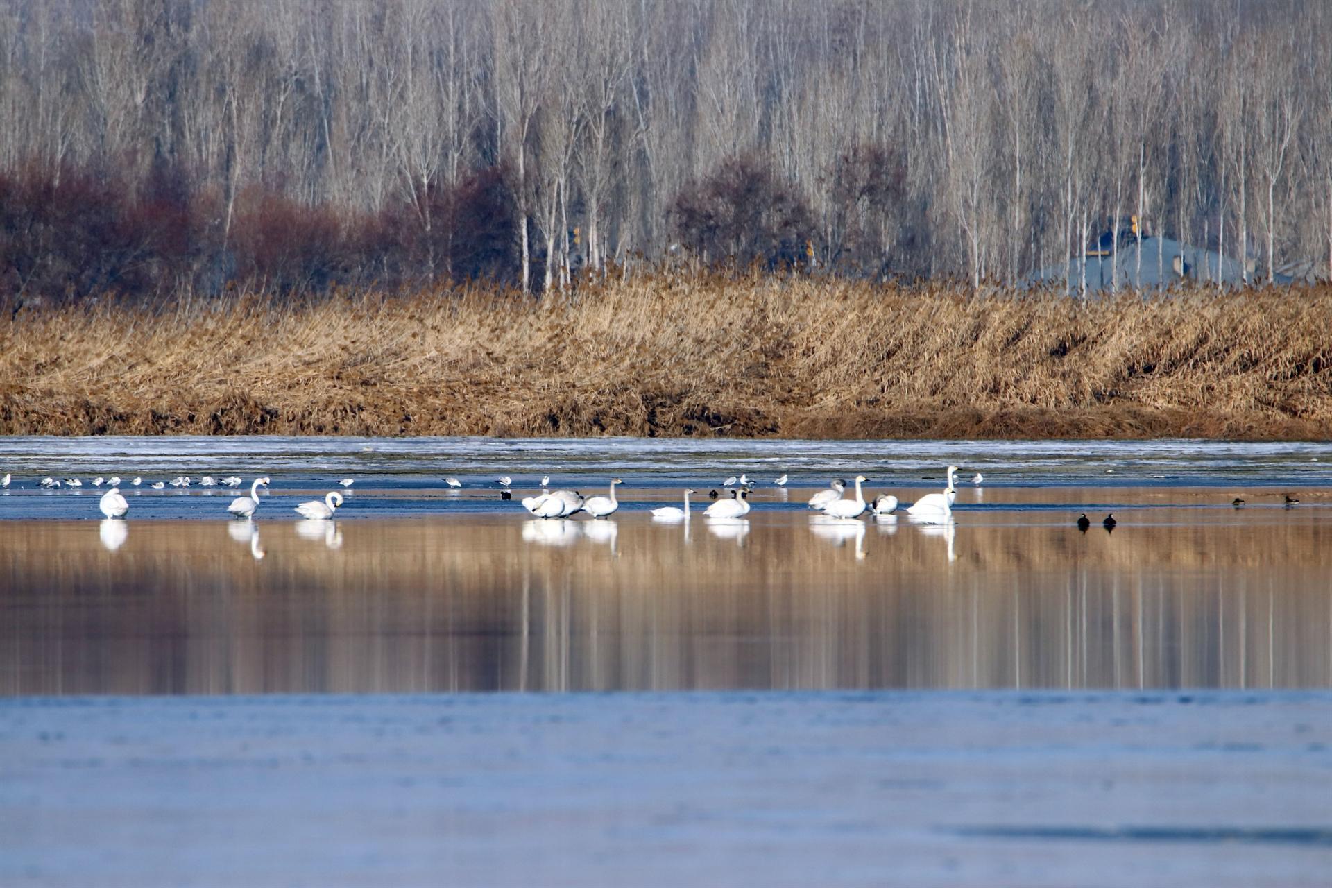 Lake Van basin hosts Siberian whooper swans