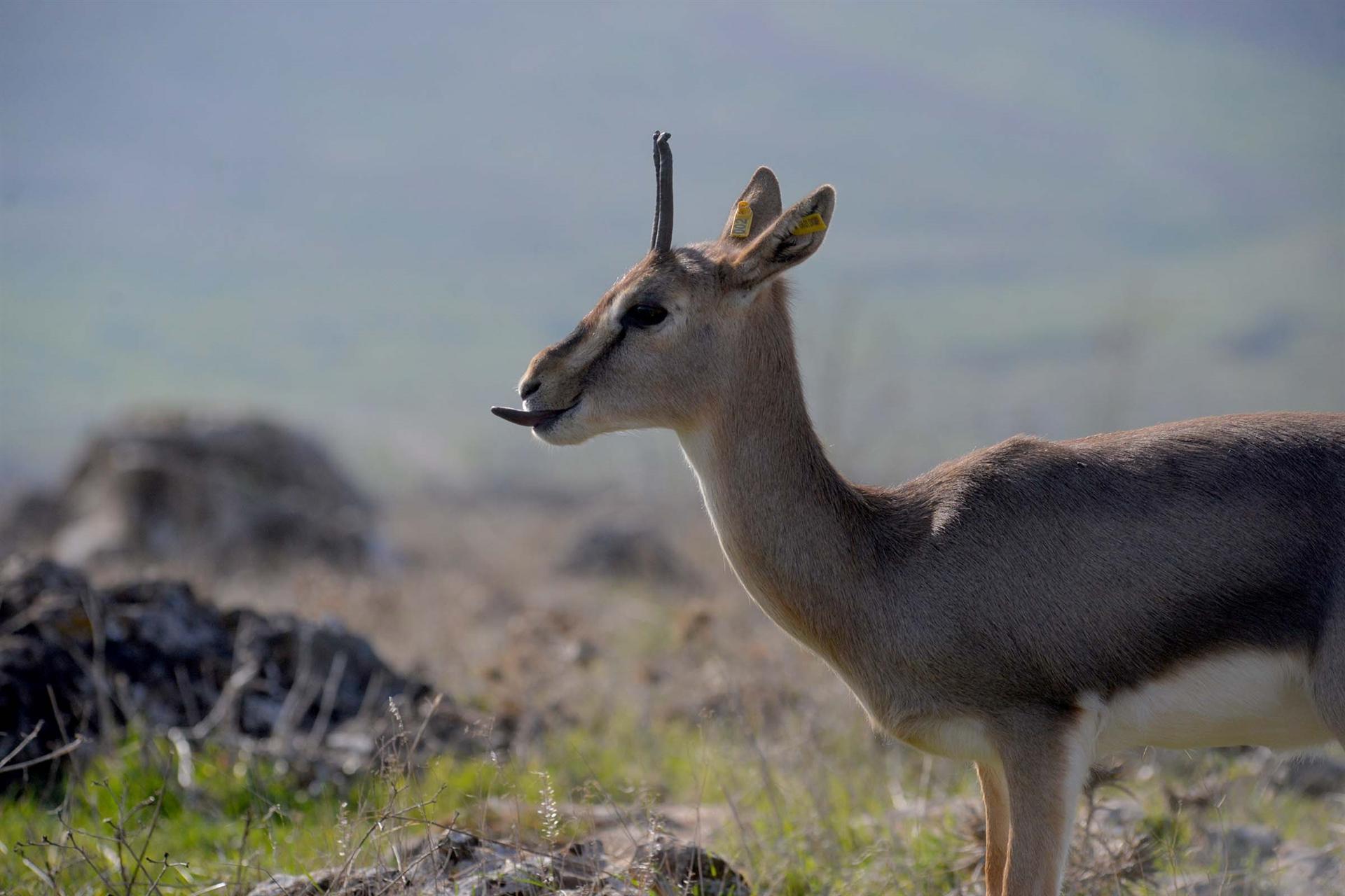Population of endangered mountain gazelles in Turkey grows