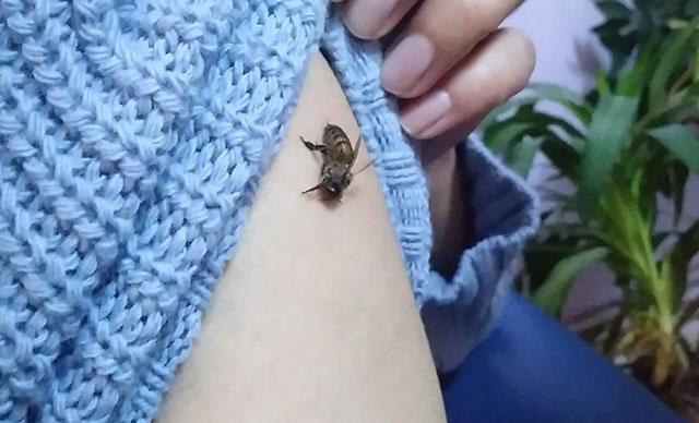 People allowing bees to sting them ‘in protection’ against COVID-19