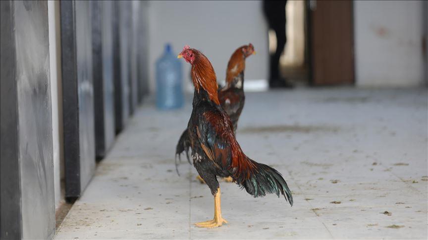Turkish man fined $14,000 for cockfighting