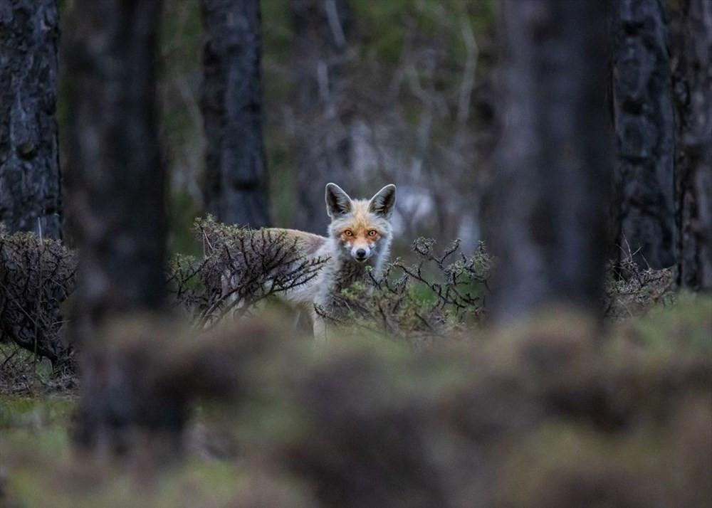 Photographer introduces Turkey’s wildlife