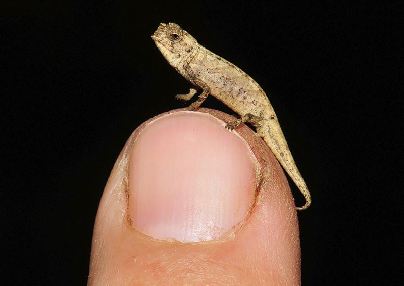 Tiny chameleon contender for title of smallest reptile