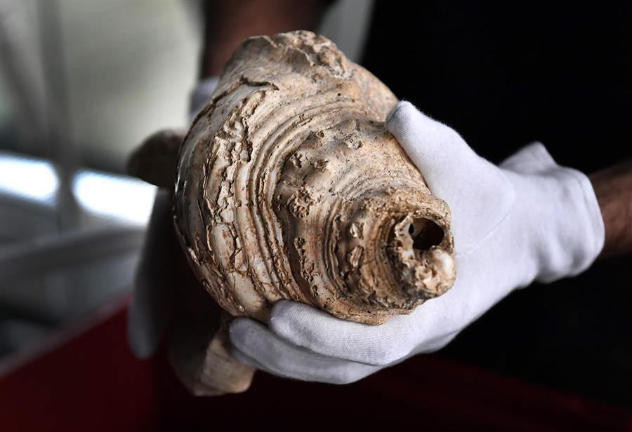 Earliest shell horn played for first time in 17,000 years