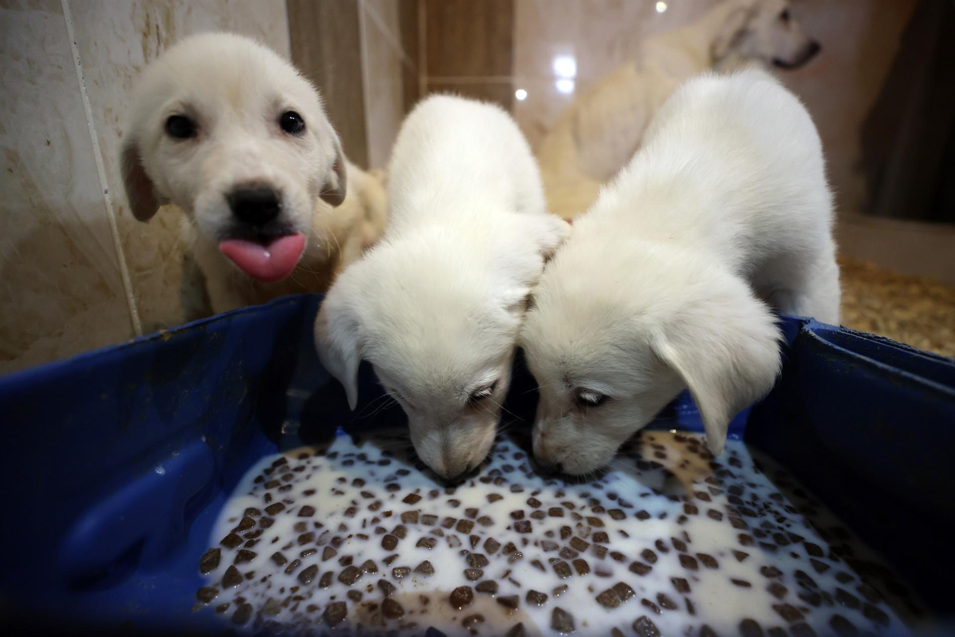 Purebred Turkish shepherd dogs in high demand