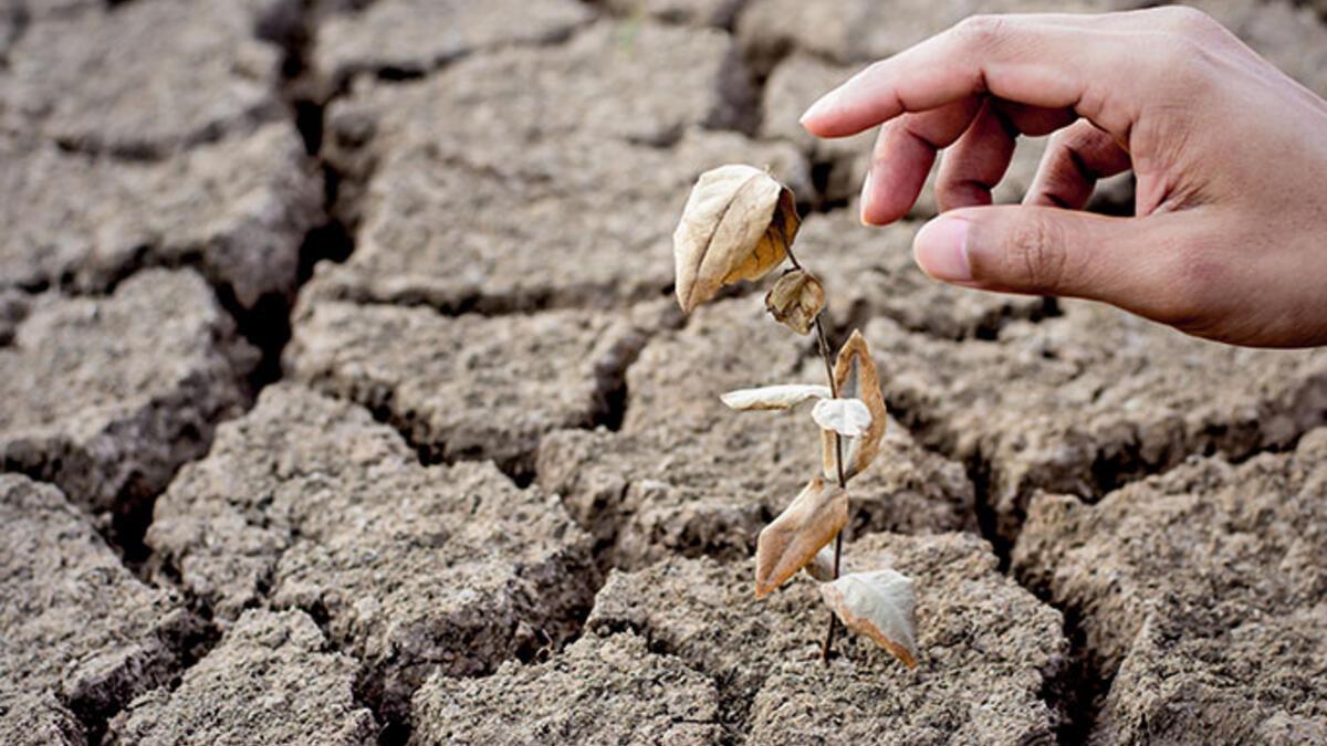 Climate change to affect productivity in Turkish agricultural sector: Expert