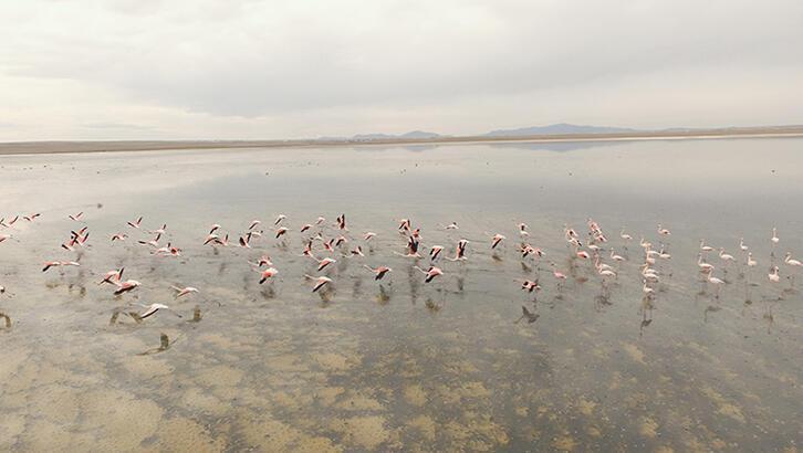 ‘Early birds’ leave Central Anatolia