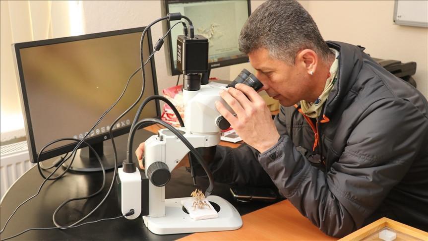 Turkish scientist aims to reintroduce dune crickets to world
