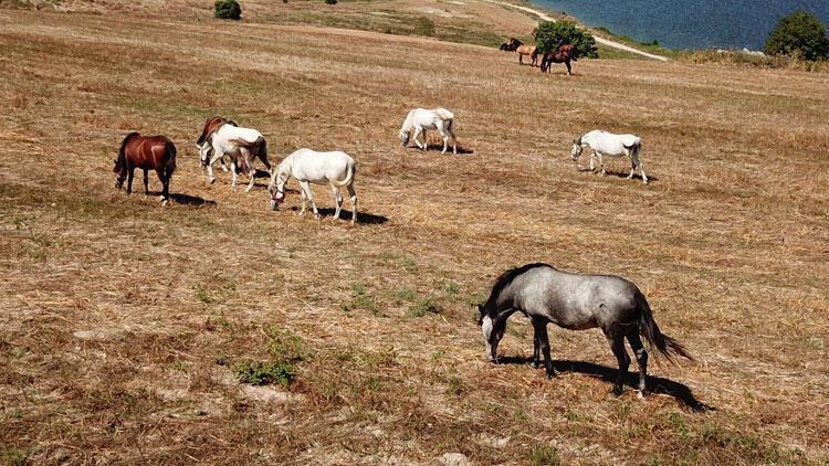 Istanbul Municipality rescued nearly 1200 horses from Princes’ Islands last year